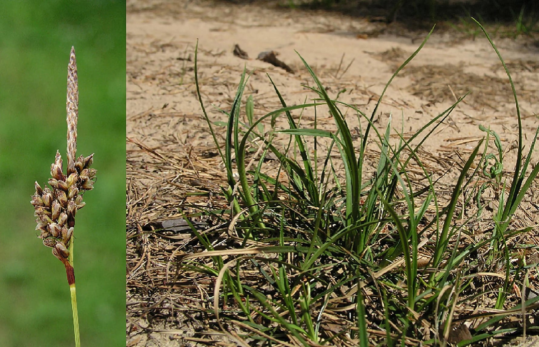 Bakkestarr-Jaan-Liira