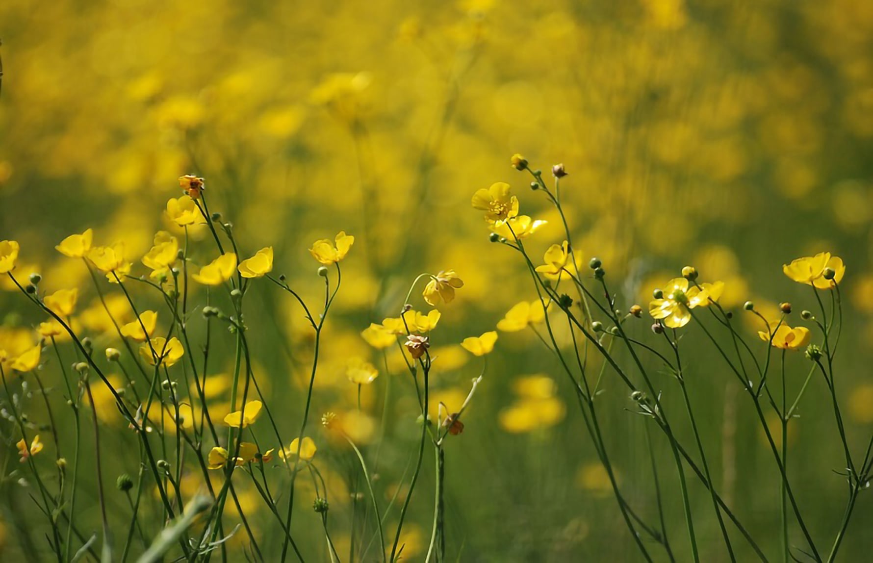Yellow Meadow Wild Ranunculus Buttercup
