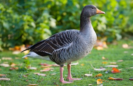 Grågås