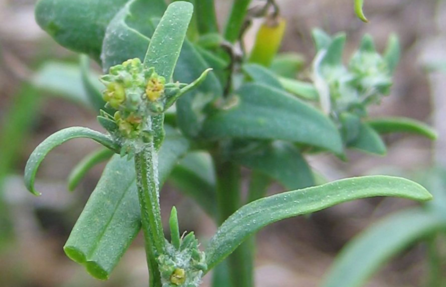 strandmelde2-Kristian-Peters